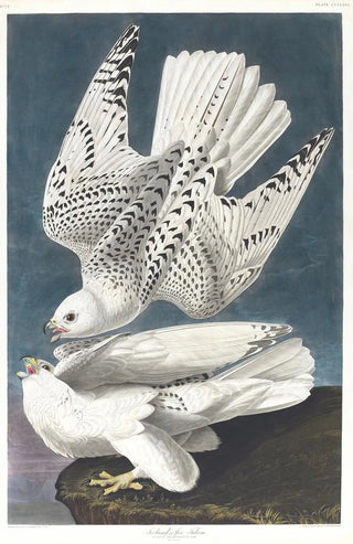 Falcon peregrine - John James Audubon — artwork view