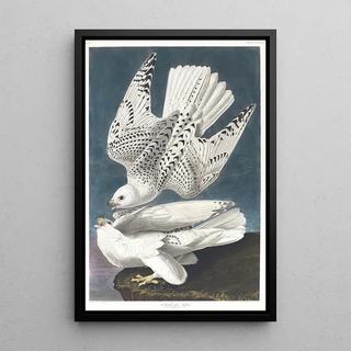 Falcon peregrine - John James Audubon — framed artwork on a wall