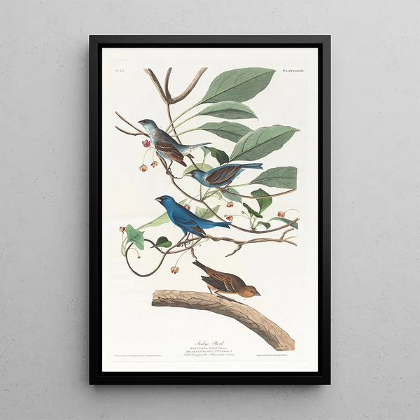 Indigo Passerin - John James Audubon — framed artwork on a wall