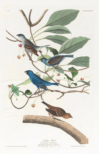 Indigo Passerin - John James Audubon — artwork view