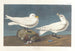Gannet ivory - John James Audubon — artwork view