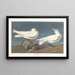 Gannet ivory - John James Audubon — framed artwork on a wall