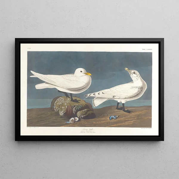 Gannet ivory - John James Audubon — framed artwork on a wall