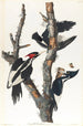 Ivory-billed Woodpecker Painting - John James Audubon — artwork view