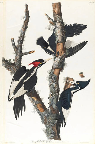 Ivory-billed Woodpecker Painting - John James Audubon — artwork view