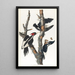 Ivory-billed Woodpecker Painting - John James Audubon — framed artwork on a wall