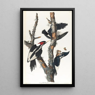 Ivory-billed Woodpecker Painting - John James Audubon — framed artwork on a wall