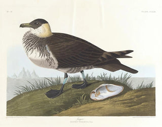 Hunter - John James Audubon — artwork view