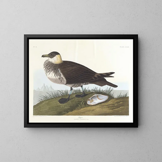Hunter - John James Audubon — framed artwork on a wall