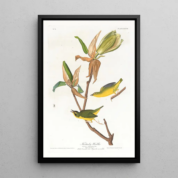 Kentucky Warbler Painting - John James Audubon — framed artwork on a wall