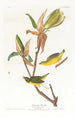 Kentucky Warbler Painting - John James Audubon — artwork view
