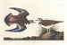 Pluvier kildir - John James Audubon — artwork view