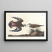 Pluvier kildir - John James Audubon — framed artwork on a wall