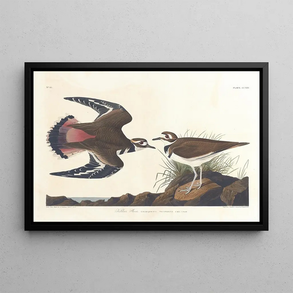 Pluvier kildir - John James Audubon — framed artwork on a wall