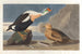 King Duck - John James Audubon — artwork view