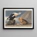 King Duck - John James Audubon — framed artwork on a wall