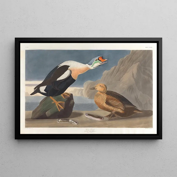 King Duck - John James Audubon — framed artwork on a wall