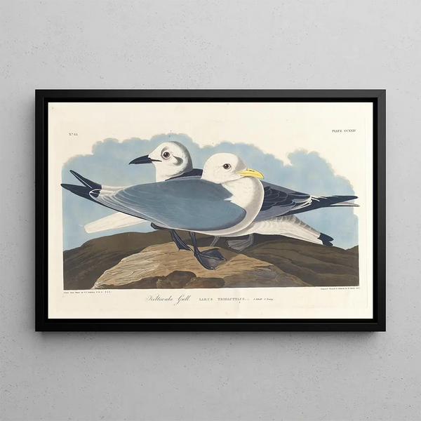 Seagull tridactyle - John James Audubon — framed artwork on a wall
