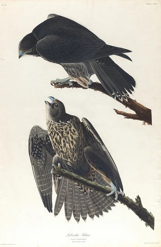 Falcon of Labrador - John James Audubon — artwork view