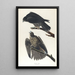 Falcon of Labrador - John James Audubon — framed artwork on a wall