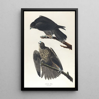 Falcon of Labrador - John James Audubon — framed artwork on a wall