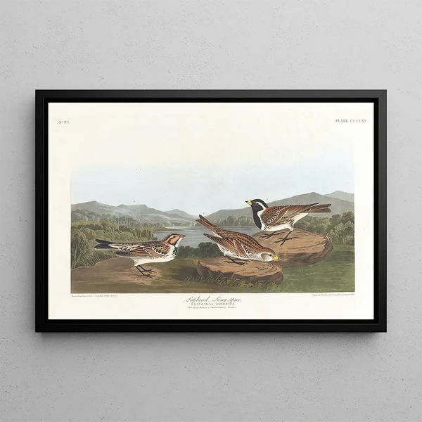 Bruant lapon - John James Audubon — framed artwork on a wall