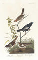 Bruant des prés Bruant des prairies Moineau chanteur brun - John James Audubon — artwork view