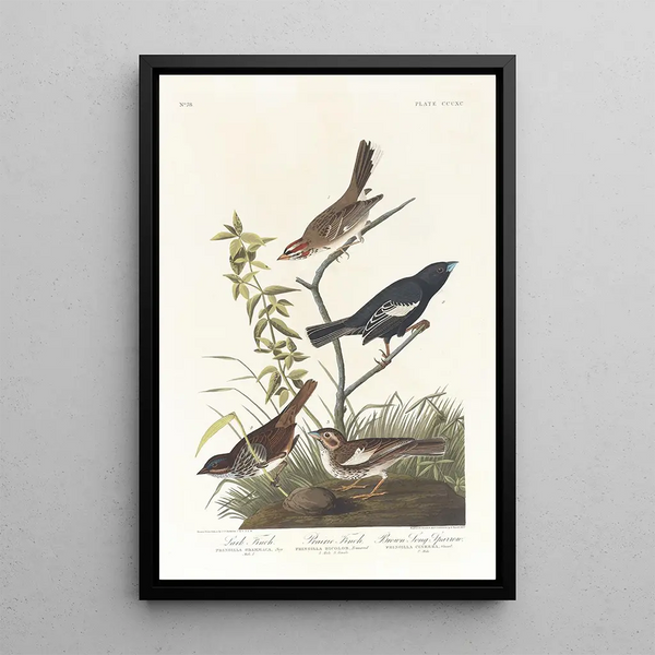 Bruant des prés Bruant des prairies Moineau chanteur brun - John James Audubon — framed artwork on a wall
