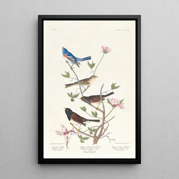 Bruant lazuli Bruant à collier d'argile Moineau des neiges de l'Oregon - John James Audubon — framed artwork on a wall