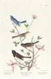 Bruant lazuli Bruant à collier d'argile Moineau des neiges de l'Oregon - John James Audubon — artwork view