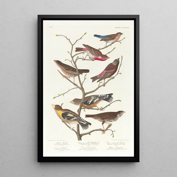 Bruant lazuli Bouvreuil à cou cramoisi Linotte à couronne grise Vacher gros-bec de soirée Plectrophane brun - John James Audubon — framed artwork on a wall