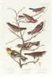 Bruant lazuli Bouvreuil à cou cramoisi Linotte à couronne grise Vacher gros-bec de soirée Plectrophane brun - John James Audubon — artwork view