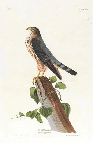 The Little Corporal - John James Audubon — artwork view