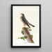 The Little Corporal - John James Audubon — framed artwork on a wall