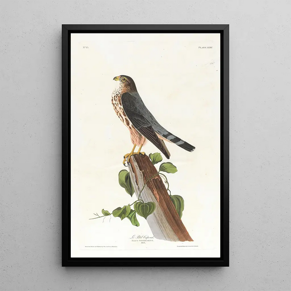 The Little Corporal - John James Audubon — framed artwork on a wall