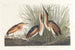 Petit blongios - John James Audubon — artwork view