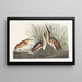 Petit blongios - John James Audubon — framed artwork on a wall