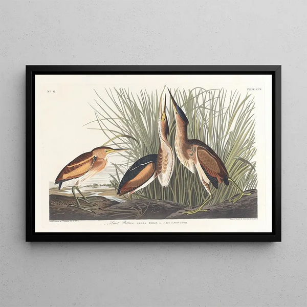 Petit blongios - John James Audubon — framed artwork on a wall