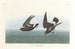 Pétrel Tempête - John James Audubon — artwork view