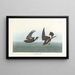 Pétrel Tempête - John James Audubon — framed artwork on a wall