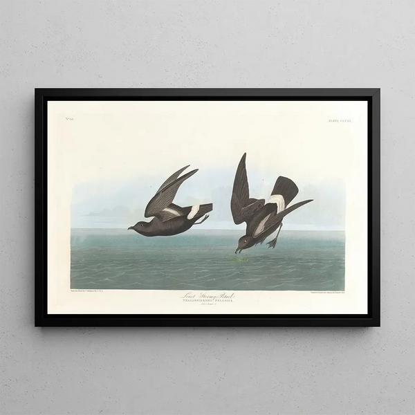 Pétrel Tempête - John James Audubon — framed artwork on a wall