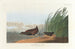 Water Rail - John James Audubon — artwork view