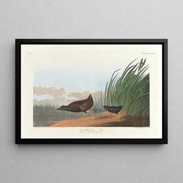 Water Rail - John James Audubon — framed artwork on a wall