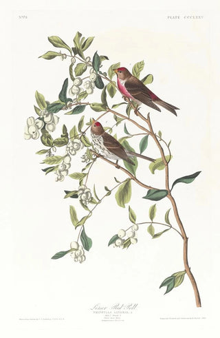 Sizerin flammé - John James Audubon — artwork view
