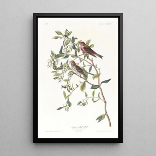 Sizerin flammé - John James Audubon — framed artwork on a wall