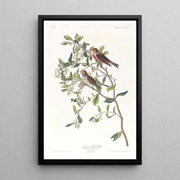 Sizerin flammé - John James Audubon — framed artwork on a wall