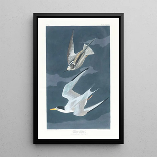 Dwarf Stars - John James Audubon — framed artwork on a wall