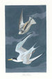Dwarf Stars - John James Audubon — artwork view