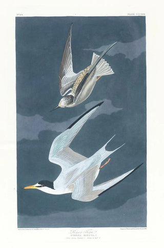 Dwarf Stars - John James Audubon — artwork view
