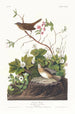 Lincoln's Song Sparrow - John James Audubon — artwork view